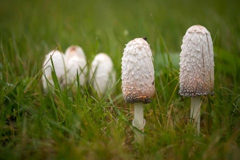 Agaricales, Coprinus Comatus, Coprinus Ovatus, Coprinus Porcellanus, Egg Tinting, Lawyer's Wig,
