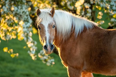 Horse, Haflinger, portrait, gelding, in spring, evening sun, blossoming trees in the background