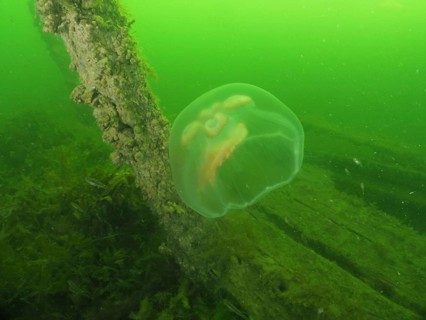 A moon jellyfish (Aurelia aurita) floats in a green underwater setting next to a wooden post on a