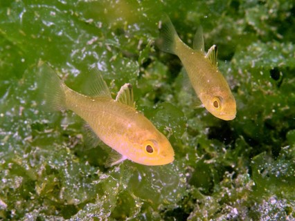 Two small yellow-finned cardinalfish (Ostorhinchus hoevenii) swim through green underwater plants,