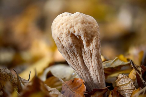 Clavariadelphus pistillaris, large Hercules leg, Hercules leg, common club coral, fungi, fungus,