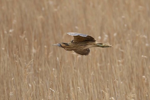 Eurasian or Great bittern (Botaurus stellaris) adult bird flying over a reedbed in spring, RSPB