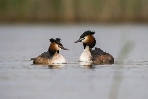 Granelli, Great Crested Grebe, Italy, Pantano Cuba Lagoon, Pantani Cuba and Longarini, Podiceps