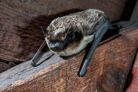 Leather-winged bat, parti-coloured bat, vespertilio murinus, bicolor bat, chiroptera, bats,