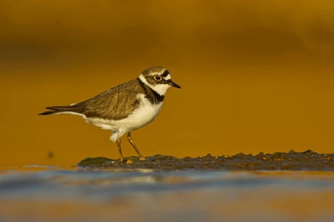 Little Ringed Plover (Charadrius dubius) female foraging, North Rhine-Westphalia, Germany