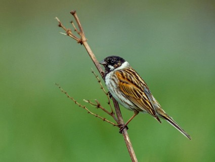 Emberiza Schoeniclus, Reed Bunting, Rohrrammer, Birds, Leo, Male, Passeri, Songbirds, Birds