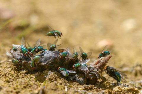 Calliphoridae, goldfly, Lucilia spec., blowflies, carrion, diptera, insects, carcass, shrew, dead,