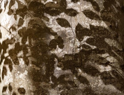 Shadows of leaves on beech trunk, Upper Bavaria, Bavaria, Germany