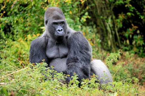Western gorilla (Gorilla gorilla), adult, male, silverback, sitting on the ground, alert