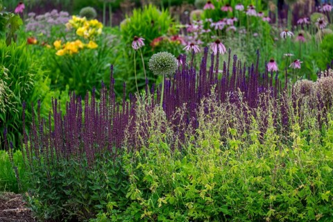 A lively garden with purple and yellow flowers, graceful greenery surrounding colorful blossoms,