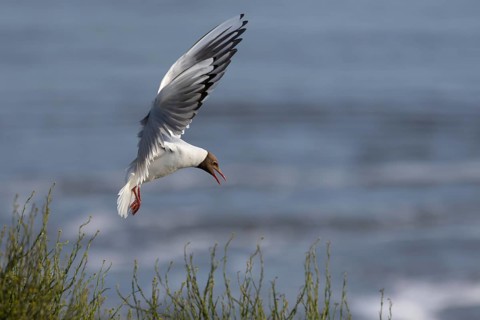 A black-headed gull (Chroicocephalus ridibundus) returns to its mate on the nest, breeding colony,