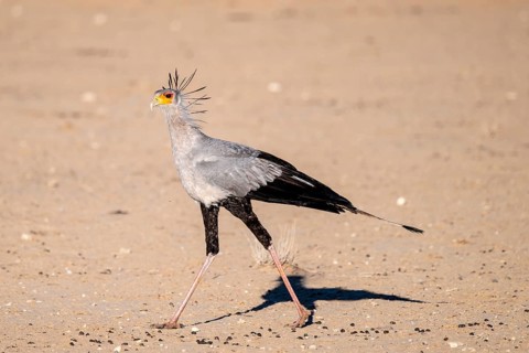 Secretary bird (Sagittarius serpentarius), Kalahari Desert, Kgalagadi Transfrontier Park, South
