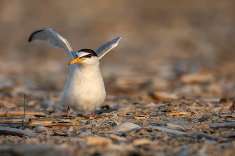 After the little tern (Sternula albifrons) and its fellow terns have chased away a seagull flying
