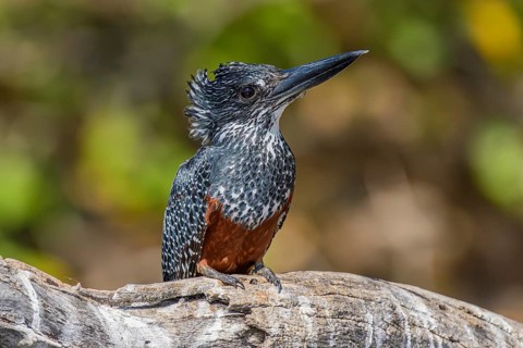 Giant kingfisher, (Megaceryle maxima), largest kingfisher in Africa, perched on a tree at the Chobe