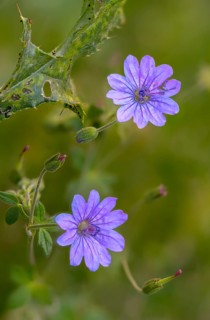 Geranium pyrenaicum, hedgerow crane's-bill, pyrenean stork beak, stork beak, flora, high size,
