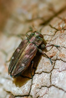 Chrysobothris affinis, gold pit oak splendour beetle, goldmine oak beetle, golddot hardwood beetle,