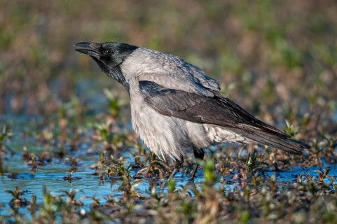 Corvus cornix, hooded crow, misty crow, bath, birds, corvidae family of birds, passeri, corvids,