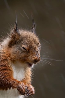 Red squirrel (Sciurus vulgaris) adult animal in a rain storm, England, United Kingdom
