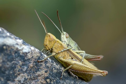Acrididae, Caelifera, Chorthippus dorsatus, field locusts, gomphocerinae, short-feeler, steppe