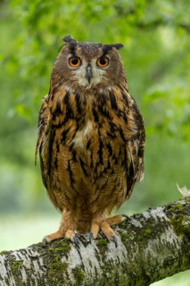 An eagle owl sits still and alert on a branch in a green woodland landscape, an eagle owl (Bubo