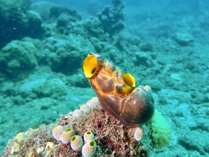 Yellow sea squirt, golden sea squirt (Polycarpa aurata), on a tropical reef, Prapat dive site,