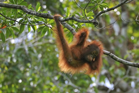 Animals, Mammals, Young orangutan (Pongo pygmaeus), Tanjung Puting National Park, Borneo, Indonesia