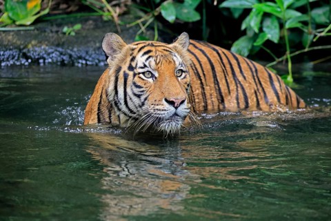 Malaysia tiger (Panthera tigris jacksoni), adult, in water, alert, Malaysia, Southeast Asia