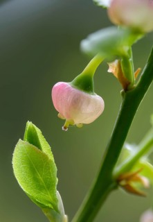 Bickberry, blueberry, ericaceae, European blueberry, heather family, blueberry, mollberry,