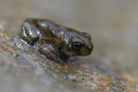 Bufo calamita, epidalea calamita, toad, natterjack toad, amphibians, amphibians, juvenile, shore