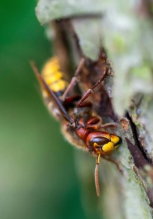 European hornet, hymenoptera, vespa crabro, high size, portrait format, hornet, insects, insects