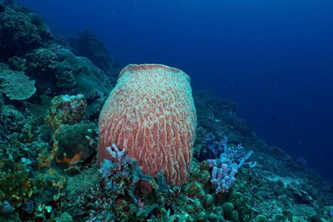 A large barrel sponge (Xestospongia testudinaria) stands in a coral reef at the SD dive site, Nusa