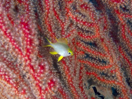A small fish, a juvenile Golden damselfish (Amblyglyphidodon aureus), glides against a backdrop of