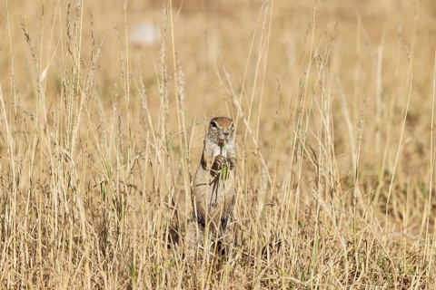 Cape Ground Squirrel (Xerus inauris). Female, feeding. Kalahari Desert, Kgalagadi Transfrontier