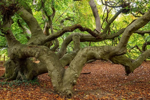 European beech (Fagus sylvatica), tree-lined avenue in Bad Nenndorf, Bad Nenndorf, Lower Saxony,