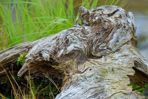 Deadwood, detail, habitat, dead wood, decay, decay