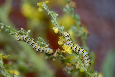 Cucullia lychnitis, grey-pollinated woolly monk, Shargacucullia lychnitis, later mullein monk,
