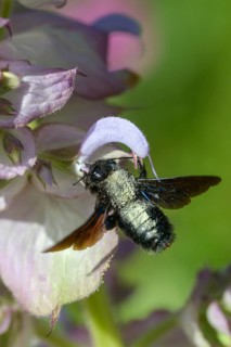 Apidae, bees, blue wood bee, large wood bee, hymenoptera, violet-winged wood bee, xylocopa
