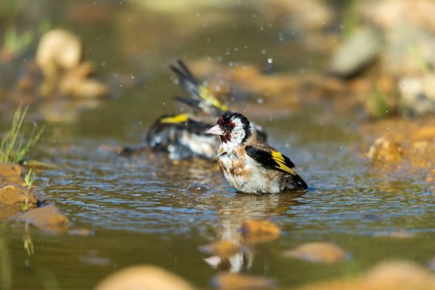 Carduelis carduelis, goldfinch, goldfinch, goldfinch, bath, bird bath, birds, passeri, songbirds,