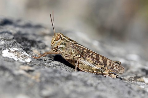 Animals, Insects, Calliptamus italicus perched on a stone, Italy, Italy