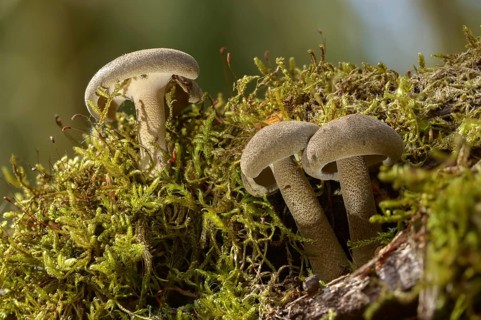 Ciliated stalk porling, fringed polypore, lentinus substrictus, maize porling, corn stalk porling,