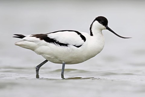 Avocet (Recurvirostra avosetta), standing in shallow water whilst foraging, Camargue Regional