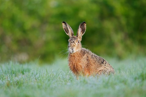 European hare (Lepus europaeus) sitting in a meadow, North Rhine-Westphalia, Germany
