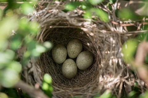 Granelli, Italy, Pantani Cuba and Longarini, velvet warbler, Sardinian warbler, Sylvia