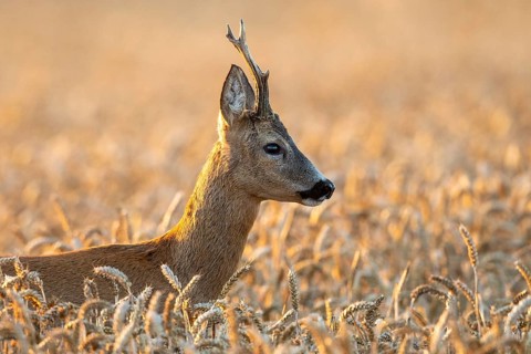 A roe deer (Capreolus capreolus) in a cereal field during the rutting season, Vechta, Lower Saxony,
