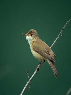 Acrocephalus palustris, marsh warbler, birds, song, high size, portrait, leo, male, male, passeri,