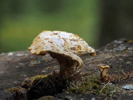 Large mushroom, Scaly Stalked Porcini (Cerioporus squamosus), on a moss-covered tree trunk in a
