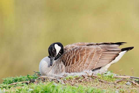 Canada goose (Branta canadensis) sitting brooding on the nest, North Rhine-Westphalia, Germany