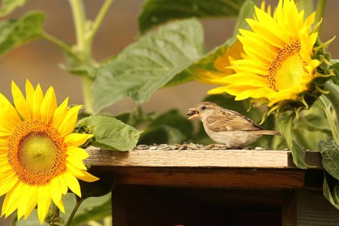 House Sparrow (Passer domesticus) – a fledgling at the bird feeder in the garden amongst flowering