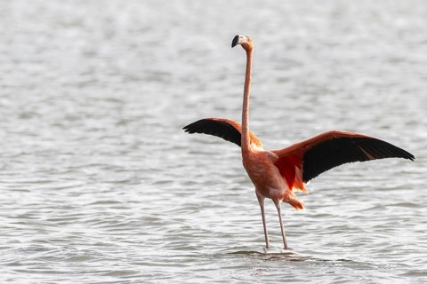 Cuba flamingo (Phoenicopterus ruber), Curacao
