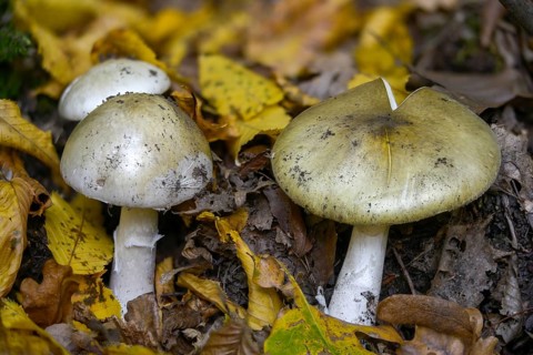 Amanita phalloides, amanita viridis, gout sponge, poisonous mushroom, poisonous greenling, green